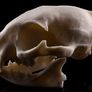 1/1 resin copy of a cats skull. Image 4