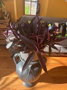 indoor house plant