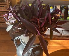 indoor house plant