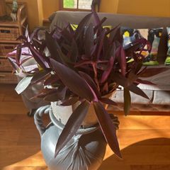 indoor house plant