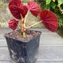 hardy begonia - begonia grandis claret jug Image 2