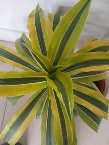 Lemon Lime Dracaena indoor plant with ceramic pot