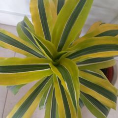 Lemon Lime Dracaena indoor plant with ceramic pot
