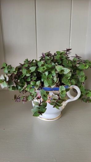 Turtle Vine. Tradescantia Callisia repens.House plant.