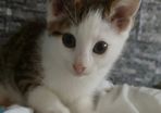 Kitten