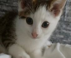 Kitten
