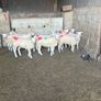10 texel ewe hoggets Image 5