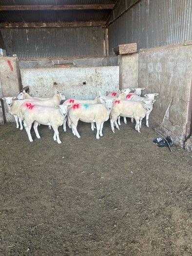 10 texel ewe hoggets