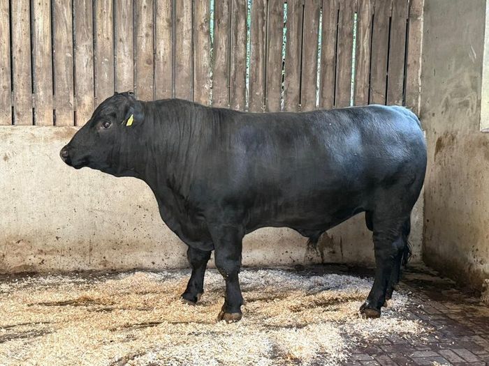 AA bull