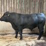 AA bull Image 7