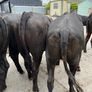 Cattle Image 2