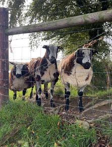 Dutch Spotted Rams & Badger Face Texel