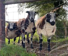 Dutch Spotted Rams & Badger Face Texel