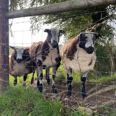 Dutch Spotted Rams & Badger Face Texel