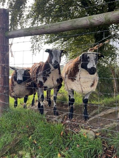 Dutch Spotted Rams & Badger Face Texel