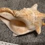 sea shells Image 10