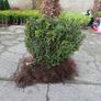 Box Hedging Image 6
