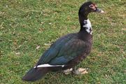 Muscovy drakes