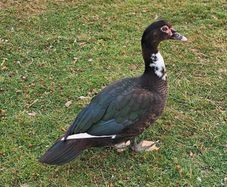 Muscovy ducks