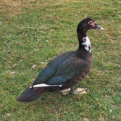 Muscovy ducks