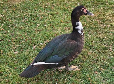 Muscovy drakes
