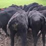 AA weanling  bulls &Heifers Image 4