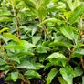 Two Foot Griselina Hedging Plants Image 2