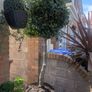 Beautiful Mature Bay Trees x 2, Image 9