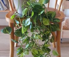 Philodendron Brasil Plant in a Basalt pot