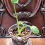 No.2 Philodendron Radiatum Variegated Image 2