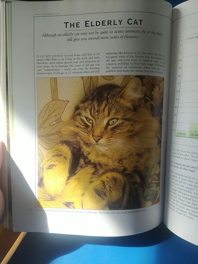 Giant Book of the Cat