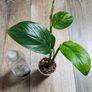 No.1 Monstera Lechleriana Variegated Image 9