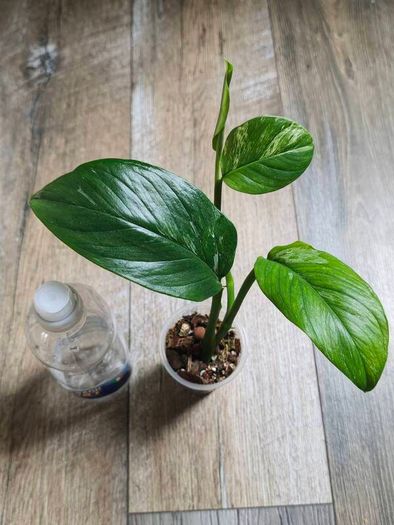 No.1 Monstera Lechleriana Variegated