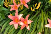 Day lily's. Daylilies, also known as hemerocallis,