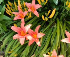 Day lily's. Daylilies, also known as hemerocallis,