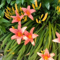 Day lily's. Daylilies, also known as hemerocallis,
