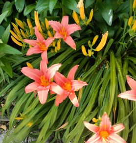 Day lily's. Daylilies, also known as hemerocallis,