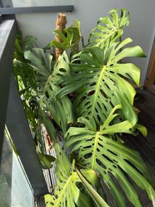 Large monstera