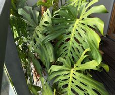 Large monstera