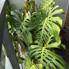 Large monstera