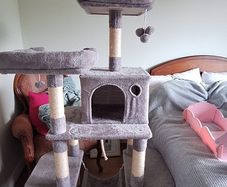 Cat Tree
