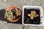 plant