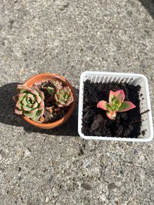 plant