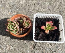 plant