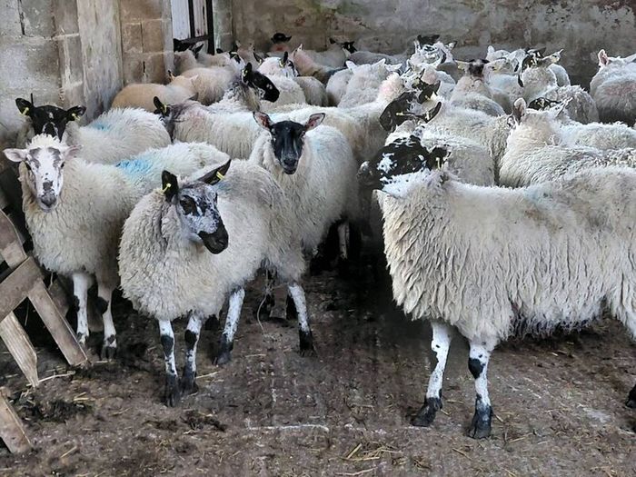 Ewe lambs Hoggot breeders.
