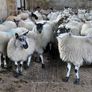 Ewe lambs Hoggot breeders. Image 4