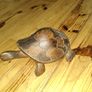 hand crafted wooden turtle Image 3