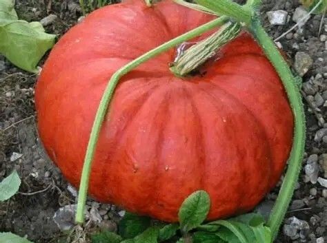 (P) Pumpkin Rouge vif d'Etampes seeds 2g (123551)