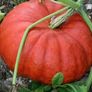 (P) Pumpkin Rouge vif d'Etampes seeds 2g (123551) Image 2