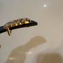 Loewe matching belt and scarf Image 9